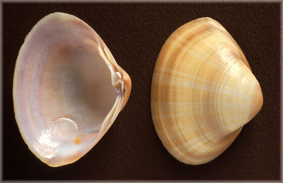 Mactra corallina lignaria