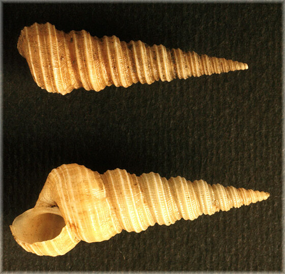 Mathilda quadricarinata