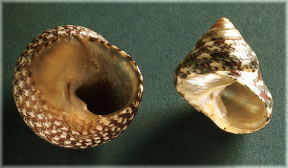 Monodonta articulata