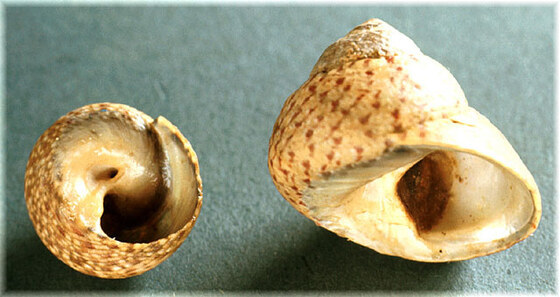 Monodonta mutabilis