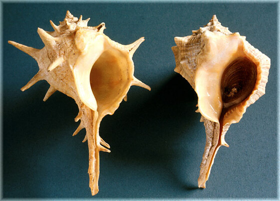 Murex brandaris