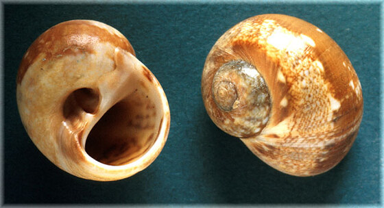 Naticarius intricatoides