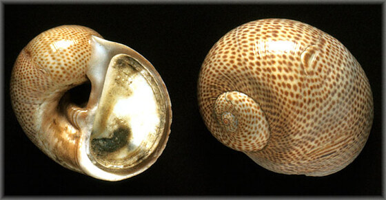 Naticarius millepunctatus