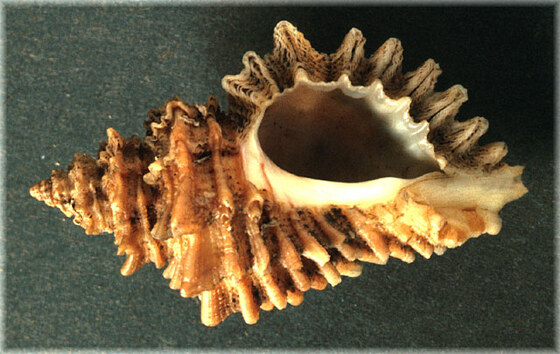 Ocenebra erinacea