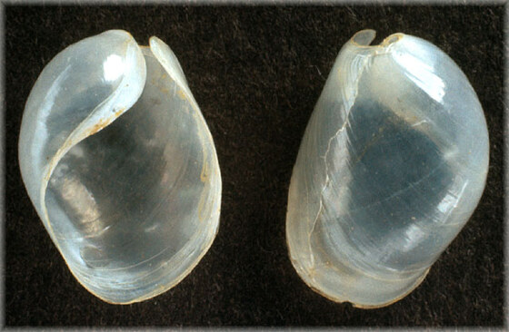 Oxinoë olivacea