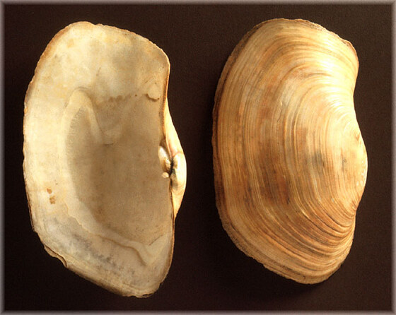 Panopea glycymeris