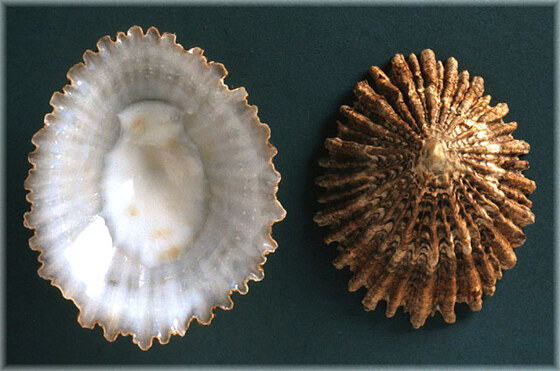 Patella ferruginea