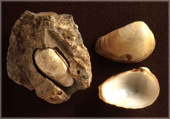 Petricola lithophaga