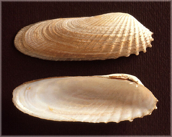 Petricola pholadiformis