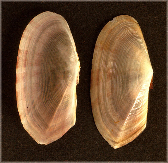Psammobia feröensis