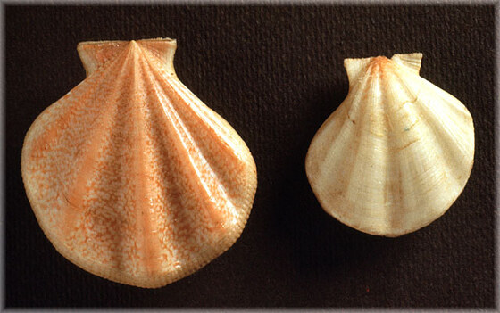 Pseudamussium clavatum
