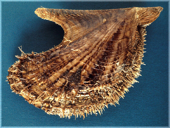 Pteria hirundo