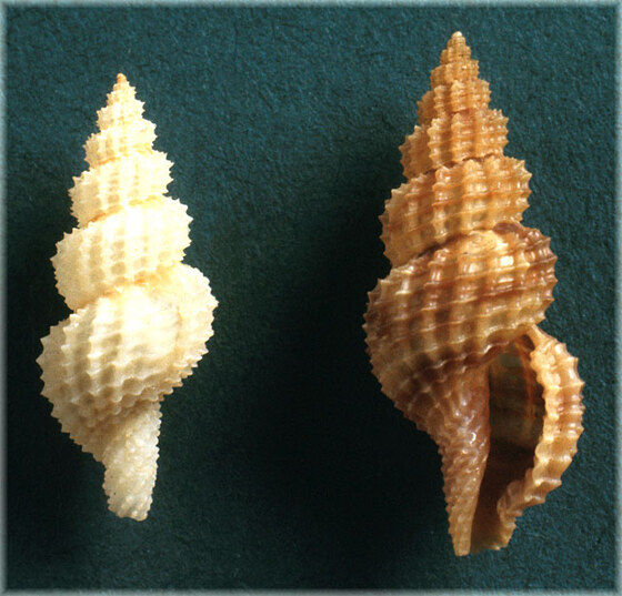 Raphitoma reticulata