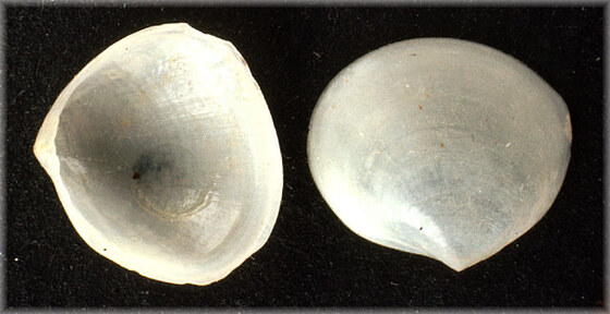 Scacchia ovata