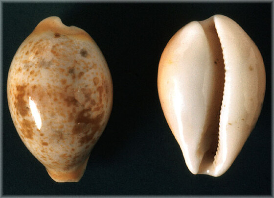 Schilderia achatidea