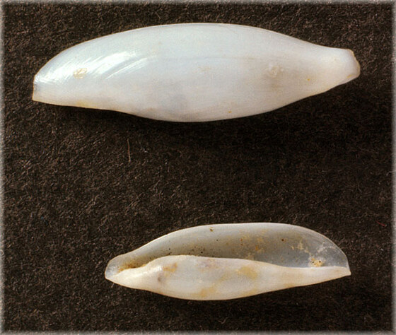 Simnia nicaensis