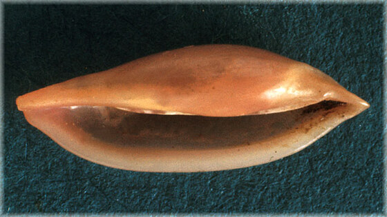 Simnia purpurea