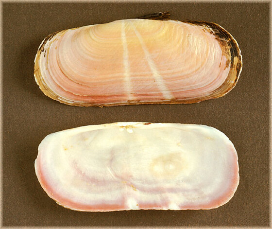 Solecurtus strigillatus