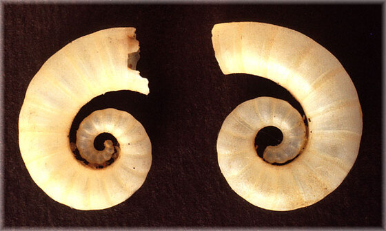 Spirula spirula