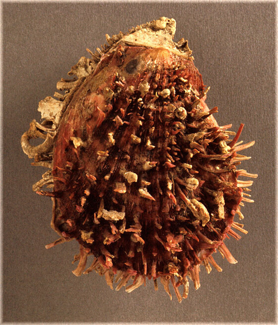 Spondylus gaederopus