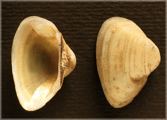 Striarca lactea