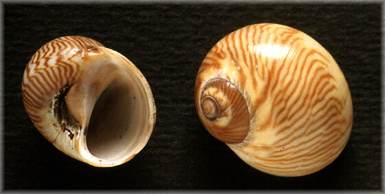 Tectonatica flammulata