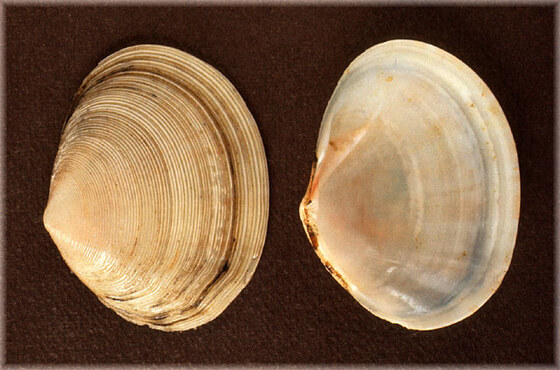 Tellina crassa