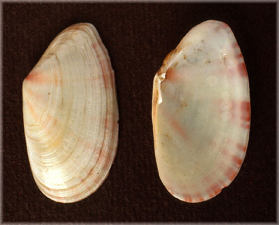 Tellina donacina