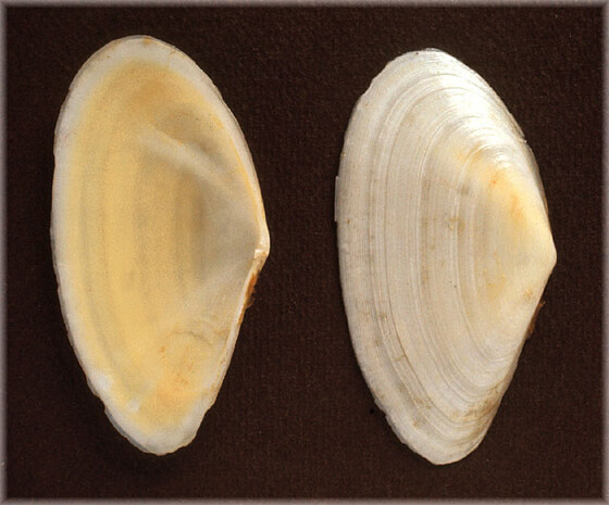 Tellina nitida