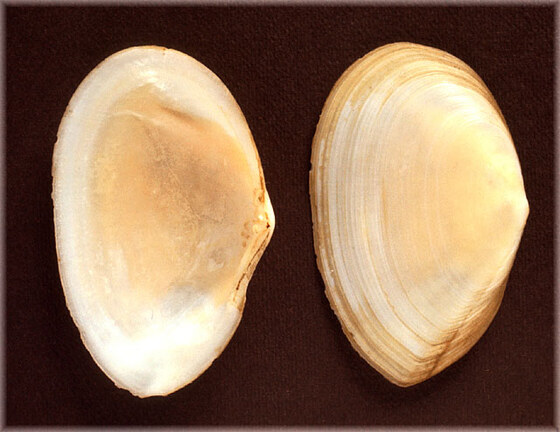 Tellina planata