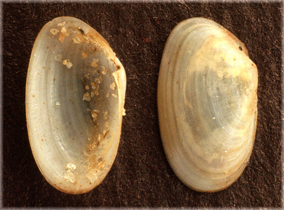 Tellymia ferruginosa