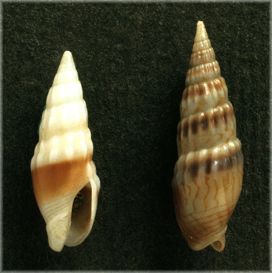 Terebra cosentini