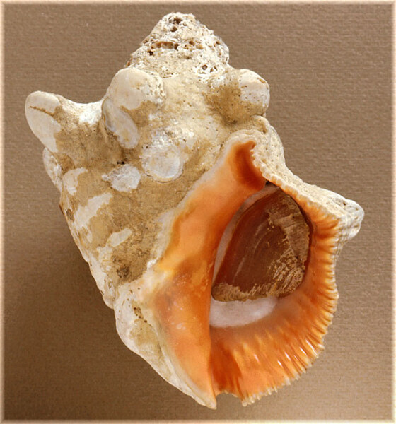 Thais haemastoma consul