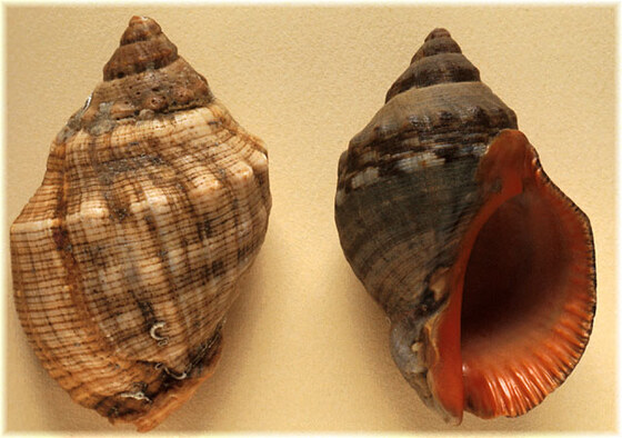 Thais haemastoma