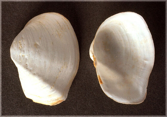 Thracia corbuloides