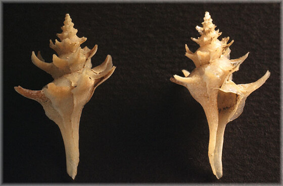 Trophonopsis carinata