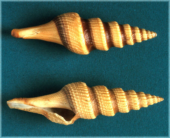 Turris similis