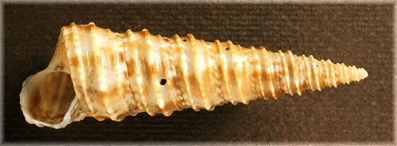 Turritella triplicata