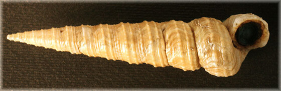 Turritella turbona
