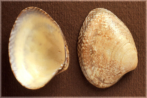 Venerupis aurea aurea
