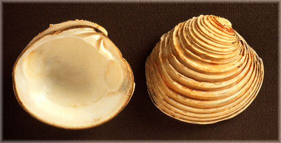 Venus casina