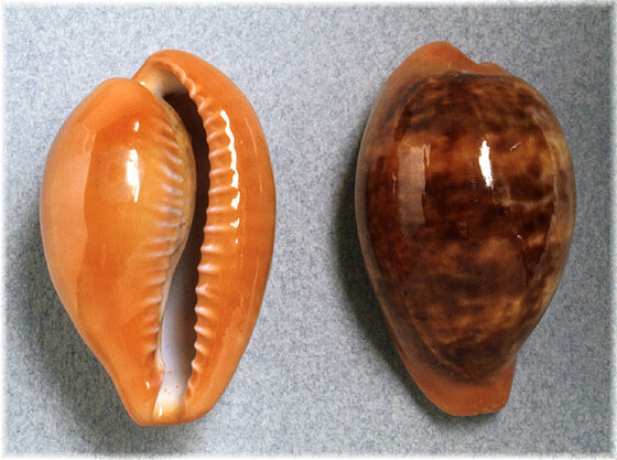 Zonaria pyrum