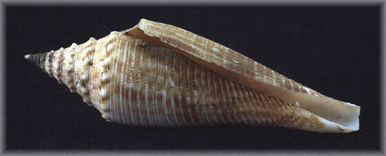 Asprella orbigny