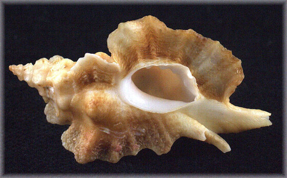Ceratostoma foliatum
