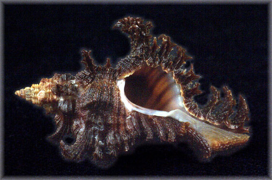 Chicoreus banksii