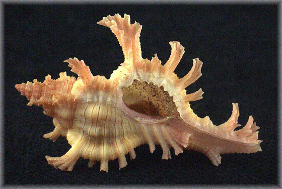 Chicoreus saltatrix