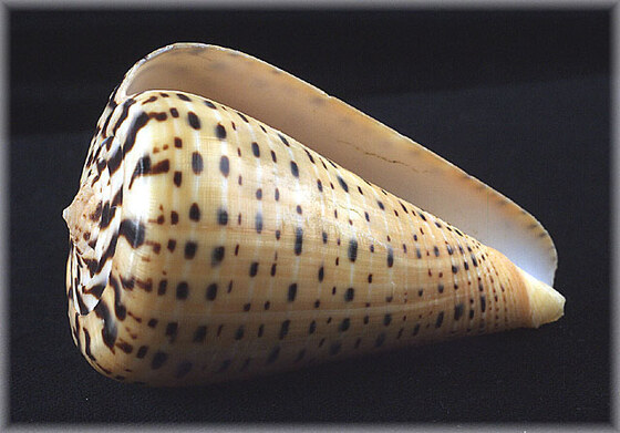 Cleobula betulinus
