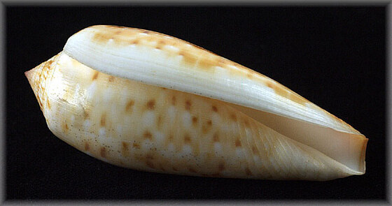 Conus dusajelli 17