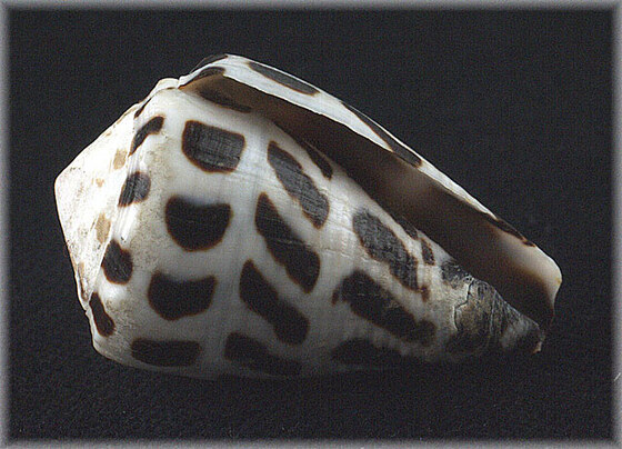 Conus ebraeus