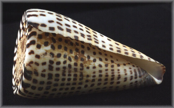 Conus litteratus